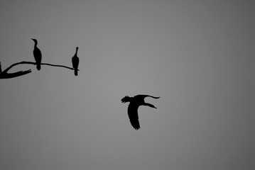 Silhouette flight