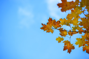 fall leaves against blue sky background