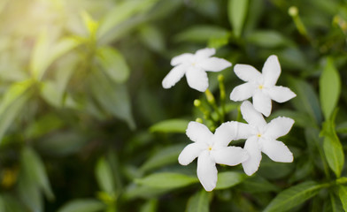 White flower on green leaf in the morning
