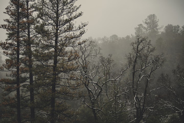 Obraz na płótnie Canvas Winter in the Sierra Nevada Mountains