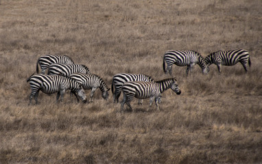 Fototapeta na wymiar Zebras At Hearst Castle