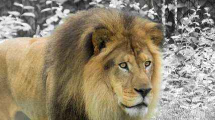 Lion
