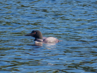 Loon on the water
