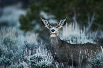 female mule deer standing in the sagebrush.