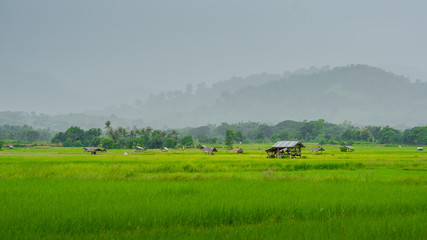 Fototapeta na wymiar asian rice fields and farmer hut in rainy season, cultivation in the Thailand country. farm land