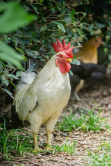 close up portrait of white bantam chicken in a natural farm