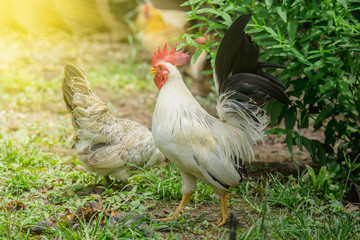 close up portrait of white bantam chicken in a natural farm