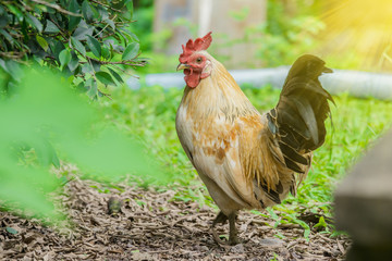 close up portrait of white bantam chicken in a natural farm