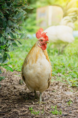 close up portrait of white bantam chicken in a natural farm