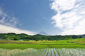 Obraz premium 初夏の田んぼと富士山