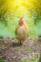 close up portrait of white bantam chicken in a natural farm