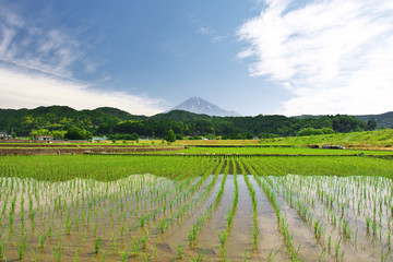Fototapeta na wymiar 初夏の田んぼと富士山
