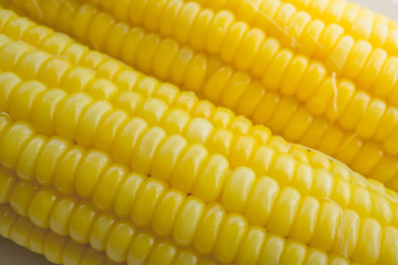 Close up Yellow Sweet corn in a rows. top view