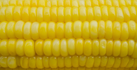 Close up Yellow Sweet corn in a rows. top view