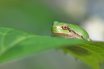 紫陽花の葉で休むカエル