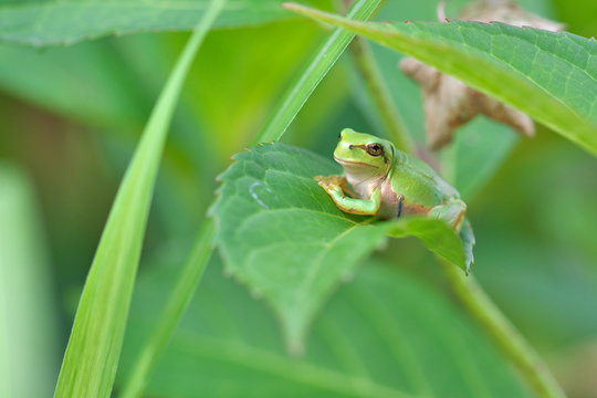 紫陽花の葉で休むカエル
