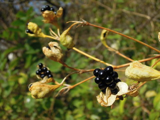 Obraz premium 晩秋1