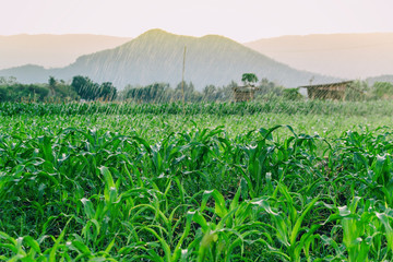 watering corn field in agricultural garden by water springer