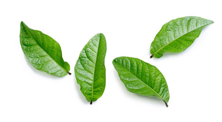 Green leaf isolated on white background. File contains a clipping path.