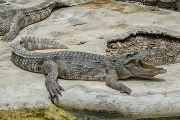 Close up freshwater crocodile on the floor cement