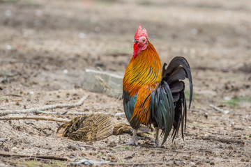 close up portrait of bantam chicken, Beautiful colorful cock