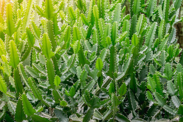 Close up Sharp thorns of green Malayan spurge tree, Euphorbia lacei Craib