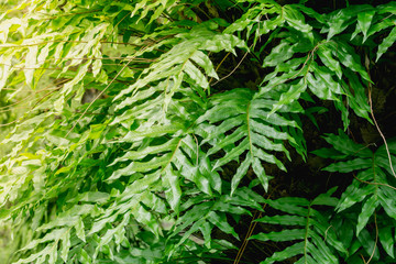 close up green fern background