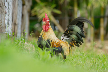close up portrait of bantam chicken isolated on white background. Beautiful colorful cock