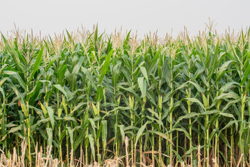 Green corn field in agricultural garden