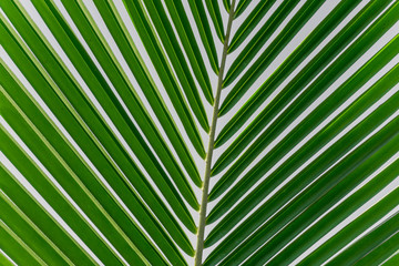 green palm leaves texture background