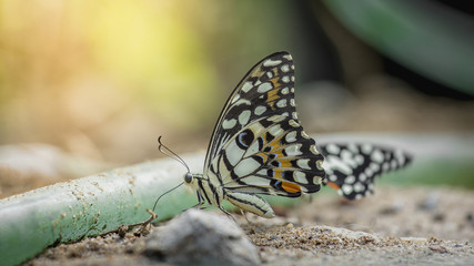 Lime Butterfly on ground, Papilio demoleus