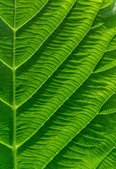 Texture of a green leaf as background.