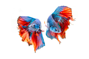 fighting of two fish isolated on white background. siamese fighting fish, Betta fish