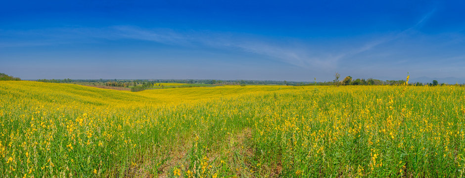 panorama field of yellow Crotalaria flowers in day blue sky.
