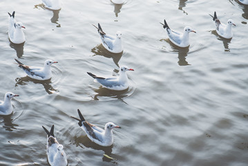 Fototapeta premium eagulls flying over the Sea