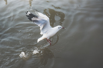 eagulls flying over the Sea