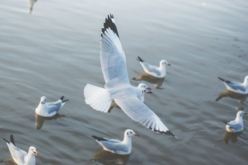 Obraz premium eagulls flying over the Sea