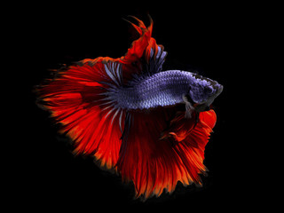 Fancy betta fish,Violet siamese fighting fish on black background isolated