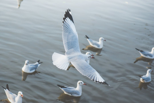 Seagull Flying Top View Images – Browse 46,825 Stock Photos, Vectors, and  Video | Adobe Stock