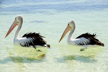 Australian Pelicans - Rottnest Island
