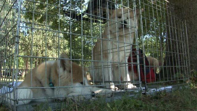 3in1, two young Akita cubs in a cage, one of them barks