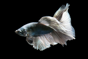 Green metallic betta fish, siamese fighting fish on black background isolated