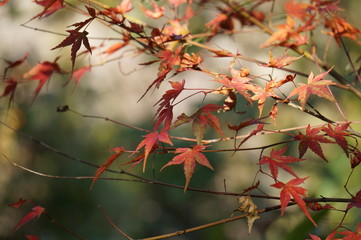 カエデの紅葉