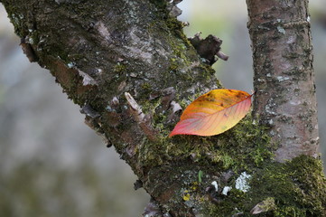 木の上の落葉