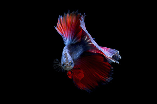 Fancy betta fish,Violet siamese fighting fish on black background isolated