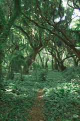 jungle forest on Maui