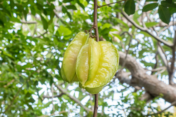 Star fruit on tree in garden
