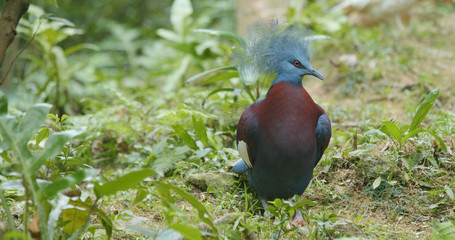 Maroon breasted Crowned Pigeon