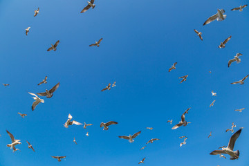 Many seagulls fly in sky