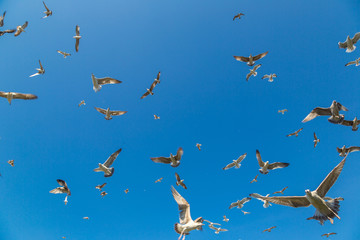 Many seagulls fly in sky